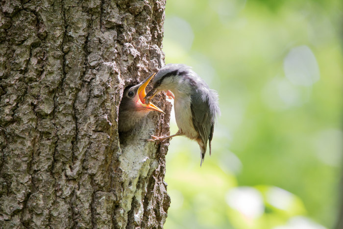 Bird feeding chick in tree trunk nest